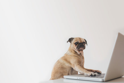 pug working on laptop